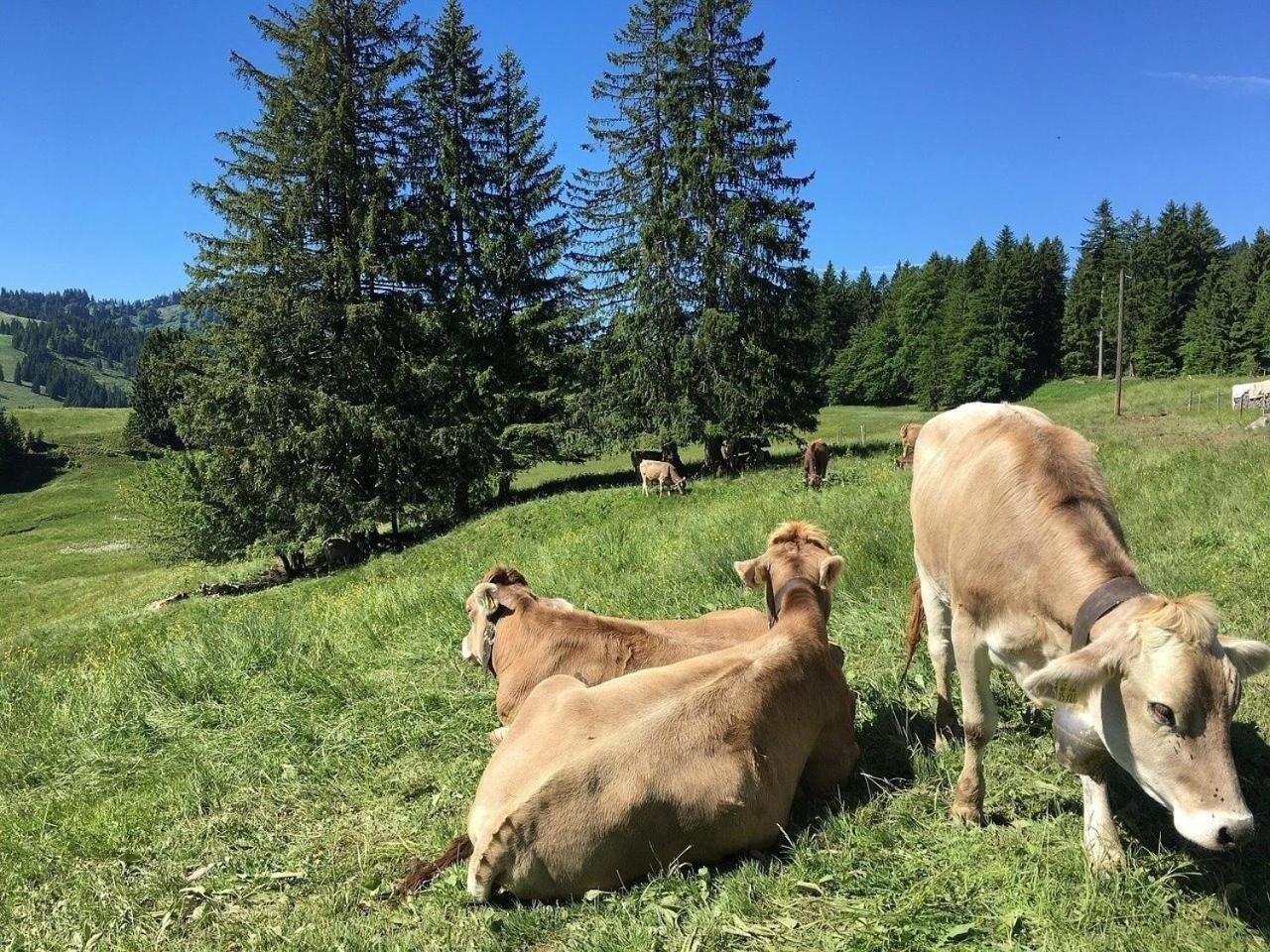 Appartement Nr 19, Alpenappartementhaus, Oberstaufen-Steibis, Allgaeu, Oberstaufen Plus Bagian luar foto